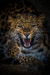 leopard chinese portrait from nature