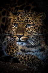 leopard chinese portrait from nature