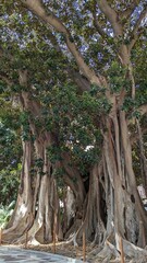 tree, forest, nature, green, landscape, plant, trees, wood, branch, summer, trunk, leaf, pine, leaves, park, spring, sky, woods, old, oak, environment, big, natural, travel, moss