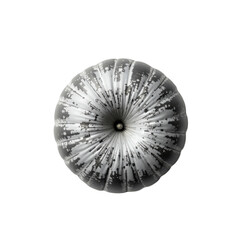 A black and white image of a spherical object with a radial pattern, resembling a flower or a burst of light. The object has a central point from which rays extend outward in concentric circles.
