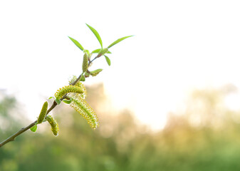 Fototapeta premium Blossom pussy willow tree branch outdoor, abstract light natural background. Beautiful yellow-green willow buds close up. Spring season concept. copy space