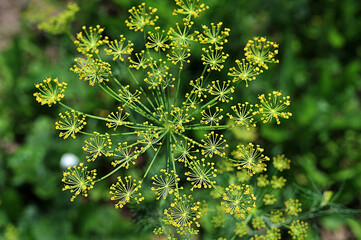 inflorescences of dill in the summer garden