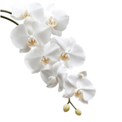 Obraz premium White Orchid Branch Bouquet on transparent background.