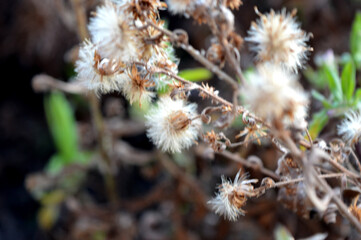 wild flowers in the forest