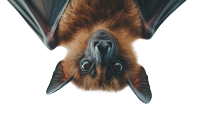 Graceful bat hanging upside down Isolated on white background.