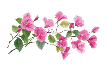 Bougainvillea flowers leaves and branches, Pink Bougainvillea flowers, Bougainvillea Flower Illustration on White Background, Flat style vector illustration