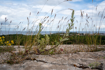Schloss Borgholm &ndash; Geschichte und Architektur in Schweden