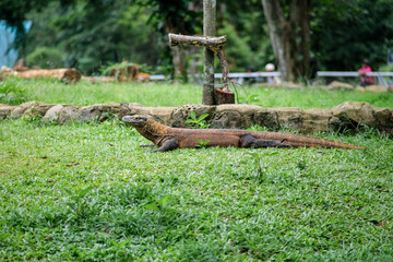 A Komodo dragon rests on the grass in its zoo enclosure, calmly basking in the environment. The lizard's long body stretches out, and the natural backdrop of greenery and stones highlights.