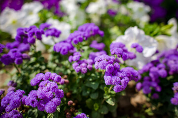 Obraz premium A bright juicy small flowerbed of purple Ageratum flowers.