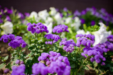 Fototapeta premium A bright juicy small flowerbed of purple Ageratum flowers.