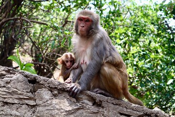 ネパール　カトマンズ　猿の親子
