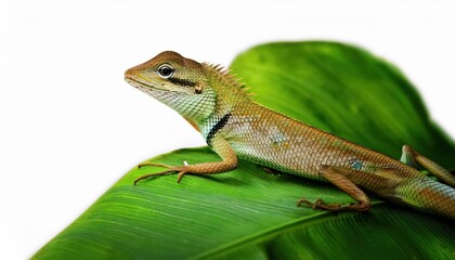 Naklejka premium Asian Lizard Basking on a Leaf Amidst Tropical Greenery Vibrant Exotic Wildlife Snapshot Captures the Majesty of Natures Camouflage in the Heart of the Asian Rainforest