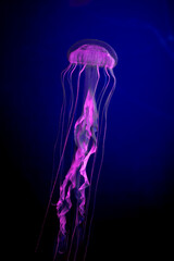 a marine animal jellyfish amacusa underwater