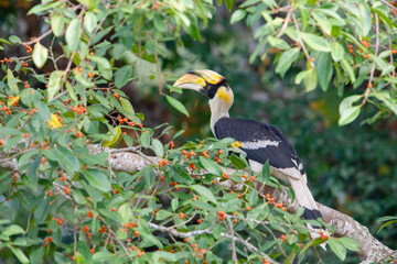 Great Hornbill (Buceros bicornis) Birds eat fruits in the forest.