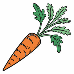 carrot with leaves on white background