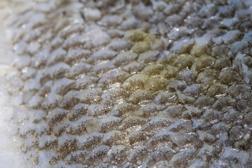 Macro close up of raw fish skin with scale detail ready for cooking