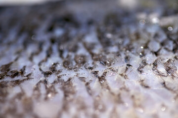 Macro close up of raw fish skin with scale detail ready for cooking