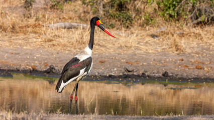 South Africa, Sabi Sand, Saddle-billed Stork (Ephippiorhynchus senegalensis), male
