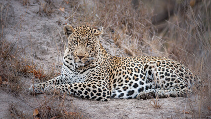South Africa, Sabi Sand, Leopard (Panthera pardus)