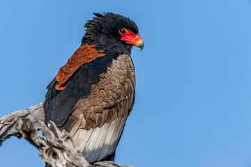 South Africa, Sabi Sand, Bateleur Eagle (Terathopius Ecaudatus)