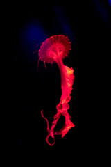 a marine animal jellyfish amacusa underwater