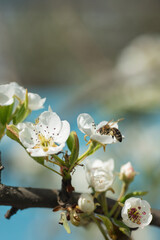 Honey bee pollinating white pear tree flowers on a sunny spring day with blurred background