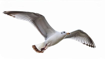 Obraz premium Majestic Seagull Soaring Freely Against a Transparent Backdrop, Capturing the Spirit of Flight and Oceanic Beauty in High Definition.
