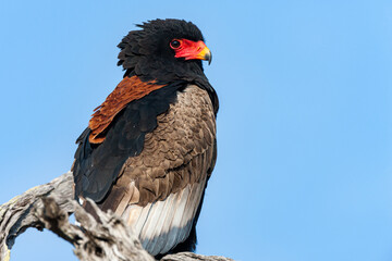 South Africa, Sabi Sand, Bateleur Eagle (Terathopius Ecaudatus)