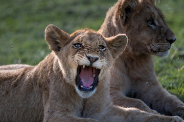 lion cubs playing around, serengeti Tanzania