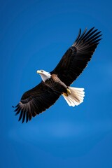 Naklejka premium Eagle Soaring in Bright Blue Sky