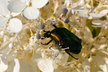 The golden bronzeworm beetle, Cetonia aurata, eats the white flowers of the plant