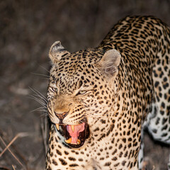 South Africa, Sabi Sand, Leopard (Panthera pardus)