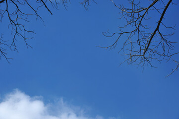  Leafless tree branches against blue sky with white cloud  background. Winter season  blue sky with  tree branches without leaves. Winter  environment. Free copy space.