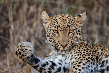 South Africa, Sabi Sand, Leopard (Panthera pardus), portrait