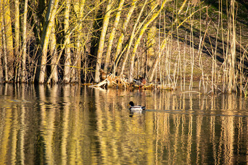 La roseli&egrave;re &agrave; Beims
