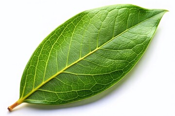 Obraz premium Single Bay Leaf Isolated, Culinary Herb, Spice, Cooking Ingredient, Food Photography