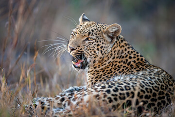 South Africa, Sabi Sand, Leopard (Panthera pardus), portrait