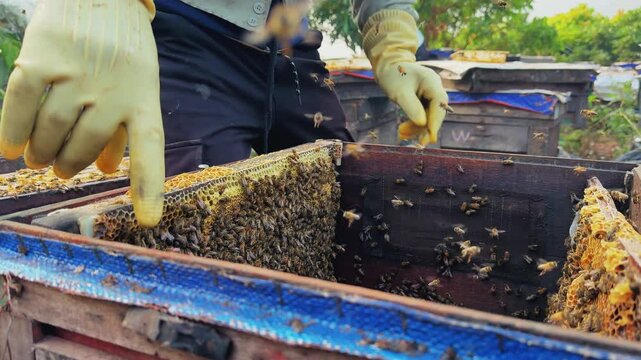 The hive is teeming with bees. The hive is infested with insects. A worker in a protective rubber gloves takes frames out of the hive and shakes off the bees.