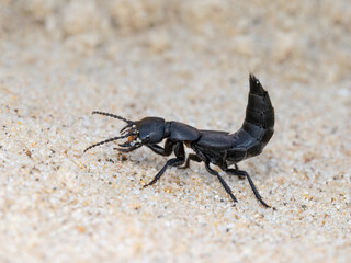 Devils coach horse beetle