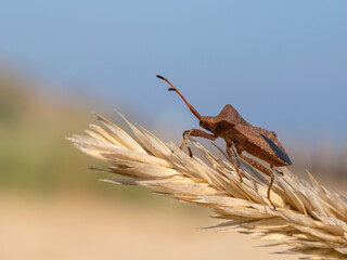 Dock Bug