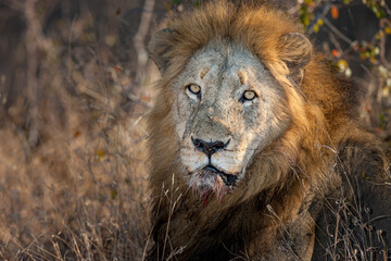 South Africa, Sabi Sand, Lion (Panthera leo), male, portrait