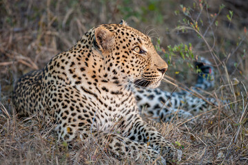 South Africa, Sabi Sand, Leopard (Panthera pardus)