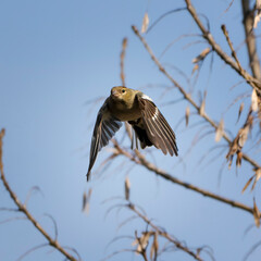 Female Eurasian chaffinch or common chaffinch or chaffinch (Fringilla coelebs) in flight.