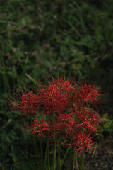 red flower in the garden