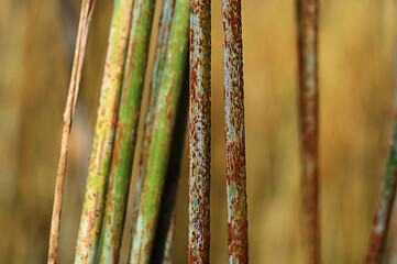 Black stem rust Puccinia graminis infection on a cereal stem.