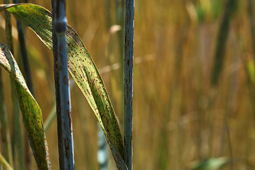 Black stem rust Puccinia graminis infection on a cereal stem.
