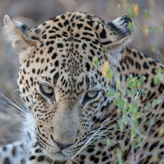 South Africa, Sabi Sand, Leopard (Panthera pardus)