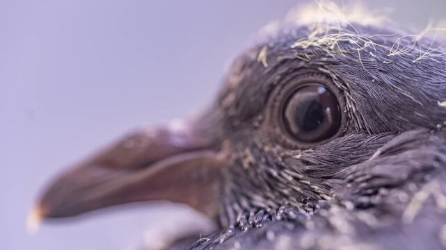 Pidgeon baby fledgling macro closeup dove, yellow hairs and eye close up