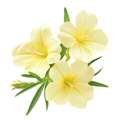 Fototapeta premium Evening Primrose Flowers White on transparent background.