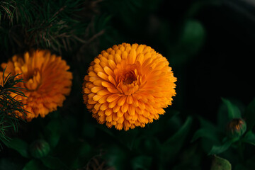 Calendula officinale
Pianta
